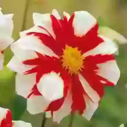 Single Flowered Dahlias